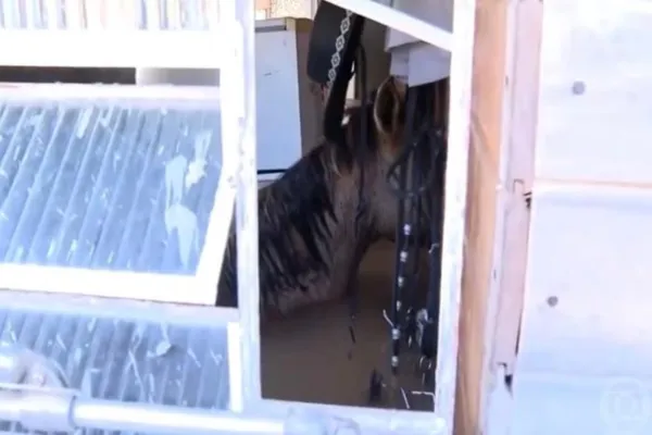 
				
					Chuvas no RS: morre cavalo que ficou encurralado em casa em Canoas
				
				