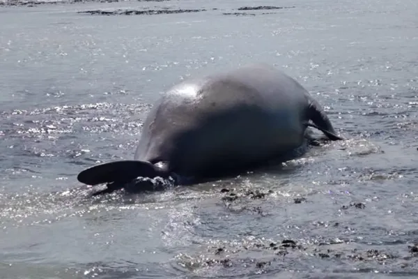 
				
					Elefante-marinho é achado em praia de Maragogi e surpreende banhistas
				
				