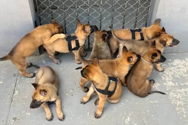
				
					Filhotes de cães nascem em canil da PM e recebem treinamento
				
				