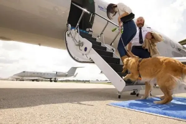 
				
					Nova companhia aérea dos EUA oferece voos para cachorros nas cabines
				
				