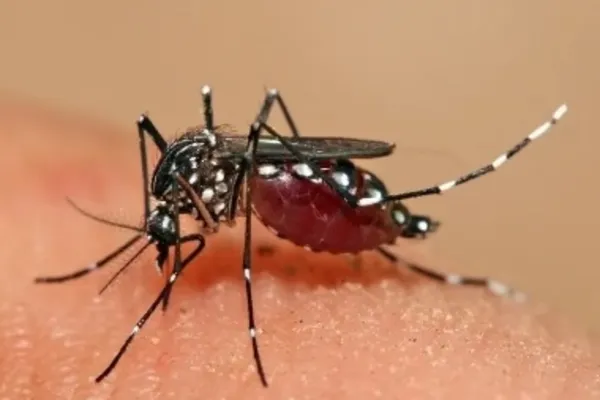 
				
					Números oficiais da dengue representam um alerta social
				
				