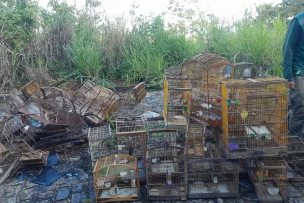 
				
					Operao Curupira apreende 461 aves e aplica R$ 110 mil em multas em Alagoas
				
				