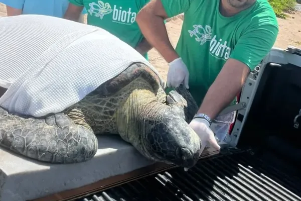 
				
					Tartaruga de 131 quilos morre um dia após ser resgatada em Milagres
				
				
