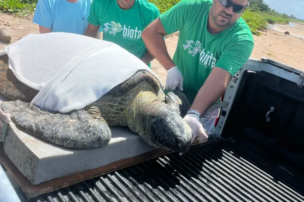 
				
					Tartaruga-verde encalhada em praia de Milagres é resgatada pelo Biota
				
				