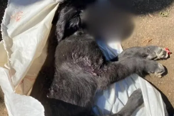 
				
					Vídeo: mulher é suspeita de matar cachorro após se irritar com latido
				
				