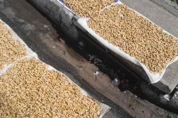 
				
					Vigilância apreende amendoins com suspeita de contaminação por fezes
				
				
