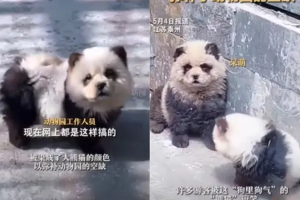 
				
					Zoológico chinês tinge cães para parecerem com pandas e causa revolta
				
				