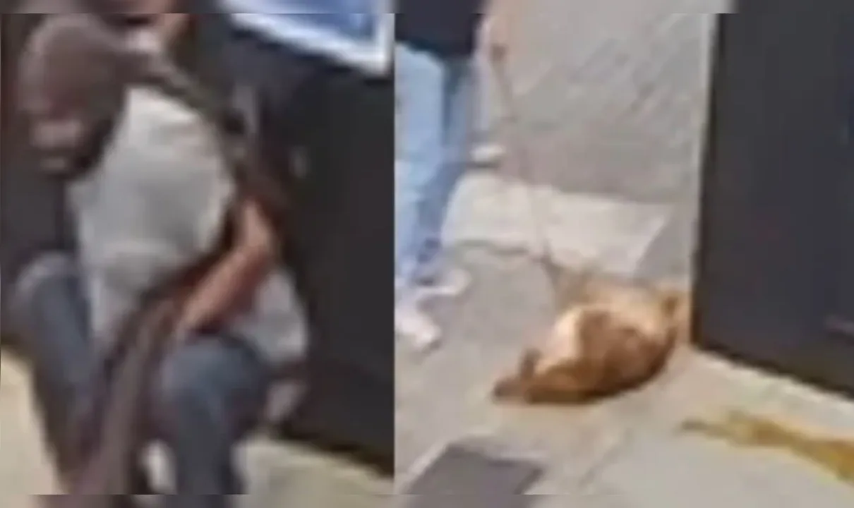 Homem faz cocô em frente a loja, cachorro se esfrega e vídeo viraliza