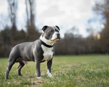 Criança é atacada por pit-bull, e dono do animal acaba preso