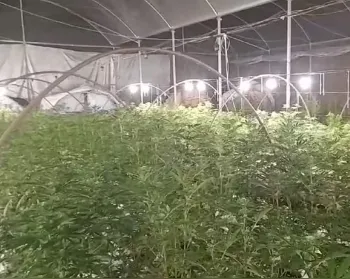Agricultor suspeito de cultivar 70 pés de maconha é preso em Maravilha