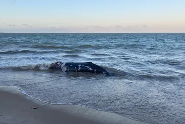 
			
				Baleia-jubarte é encontrada morta na Barra de Santo Antônio
			
			
