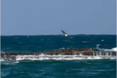 
			
				Baleia jubarte é flagrada saltando na Praia do Francês, em Alagoas
			
			