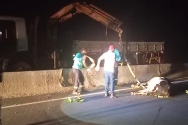 
			
				Boi morre atropelado na AL-220, em Arapiraca
			
			