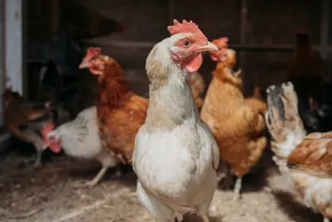 
			
				Doença de Newcastle: Brasil suspende exportações de carne de aves
			
			