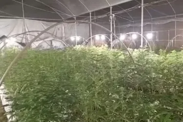 
			
				Agricultor suspeito de cultivar 70 pés de maconha é preso em Maravilha
			
			