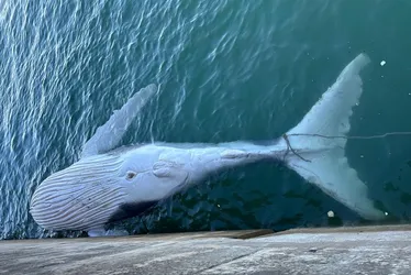 
				Veja imagens do resgate de baleia encontrada morta no Porto de Maceió
			
			