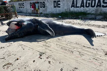 
				Filhote de baleia Jubarte é encontrado morto no Porto de Maceió
			
			