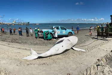 
				Filhote de baleia Jubarte é encontrado morto no Porto de Maceió
			
			
