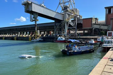 
				Veja imagens do resgate de baleia encontrada morta no Porto de Maceió
			
			