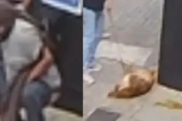 
			
				Homem faz cocô em frente a loja, cachorro se esfrega e vídeo viraliza
			
			