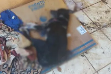 
			
				Homem mata cachorro a pauladas porque “não andava e nem se alimentava”
			
			