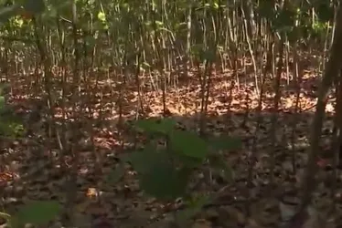 
				Motorista por aplicativo reage a assalto, atira e mata mulher no Pontal da Barra
			
			