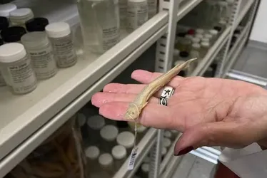 
			
				Peixe retirado de pênis de homem vira item de acervo para pesquisa
			
			