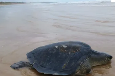 
			
				Tartaruga-oliva é resgatada após vários encalhes no Litoral Sul de Alagoas
			
			
