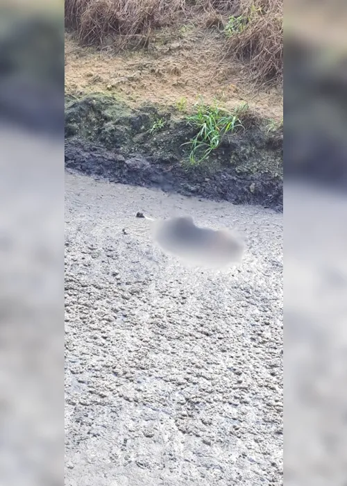 
			
				Corpo de mulher é encontrado em vala próximo de usina em São Miguel dos Campos
			
			