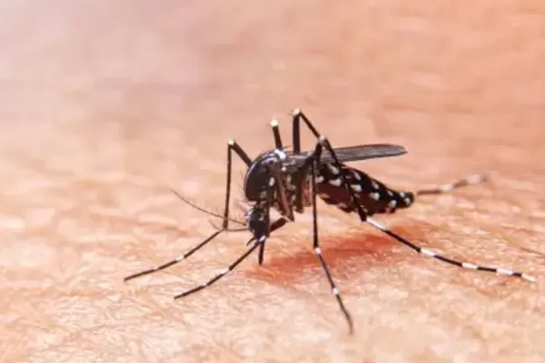 
				
					Dia D mobiliza população contra dengue neste sábado
				
				