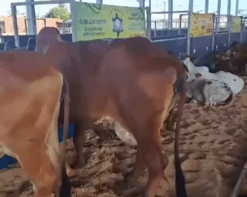 Expoagro reúne 3 mil animais e deve movimentar R$ 56 milhões a partir de hoje no Parque da Pecuária