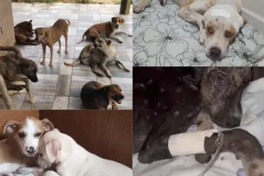 
			
				Abrigo de cães e gatos abandonados está prestes a fechar as portas e donos fazem apelo
			
			