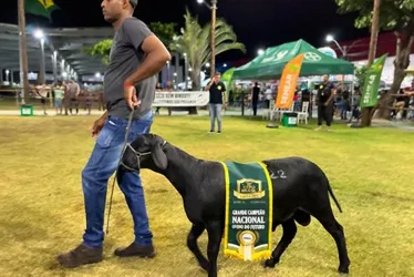 
			
				Alagoas recebe exposição Nacional da raça Santa Inês durante a Expoagro
			
			