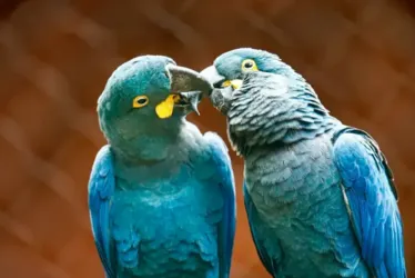 
			
				Ameaçada de extinção, arara-azul-de-lear é exibida ao público pela 1ª vez em SP
			
			