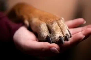 
			
				Após divórcio, cachorro recebe direito a pensão alimentícia
			
			