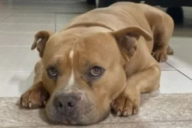 
			
				Cão morre após levar tiro de chumbinho disparado por adolescentes
			
			
