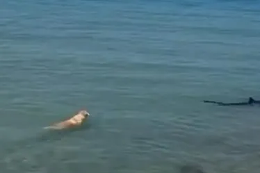 
			
				Cachorro pula no mar e morde tubarão que assustava banhistas
			
			