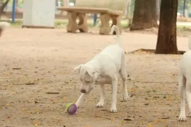 
			
				Cachorro terá direito a pensão alimentícia para tratar doença, diz Justiça
			
			