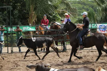 
			
				Campeonato de Ranch Sorting abrirá a programação da 74ª Expoagro/AL na sexta-feira (25)
			
			