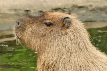 
			
				Capivara brasileira foge de zoológico na Inglaterra
			
			