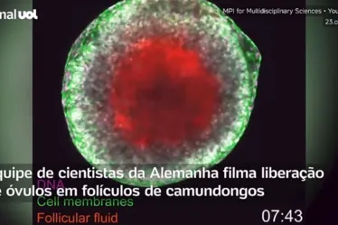 
			
				Cientistas filmam ovulação pela 1ª vez com detalhes extraordinários; veja
			
			