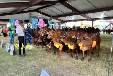 
			
				Confira a programação da 74ª Expoagro para este fim de semana
			
			