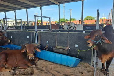 
			
				Expoagro 2024: animais começam a chegar ao Parque da Pecuária
			
			