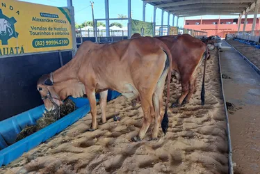 
			
				Expoagro 2024: animais começam a chegar ao Parque da Pecuária
			
			