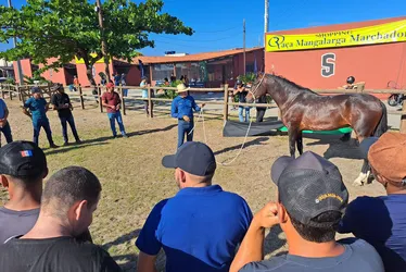 
			
				Expoagro: curso capacita criadores no manejo do Mangalarga Marchador
			
			