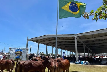 
			
				Expoagro deve gerar R$ 56 milhões em negócios para AL
			
			