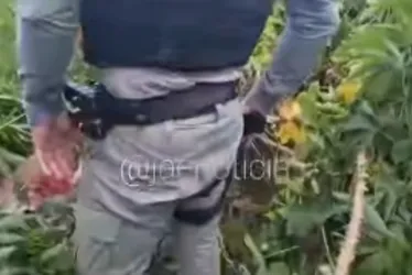 
			
				Homem que dormia sob pés de macaxeira em Arapiraca é confundido com cadáver
			
			