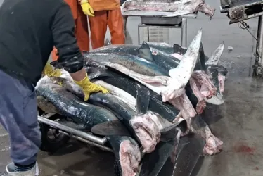 
			
				Ibama multa servidor do BC em R$ 10 milhões por pesca de tubarão-azul
			
			