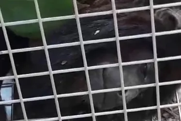 
			
				Macaco que vivia em telhados de casas de Satuba é capturado pelo Ibama
			
			