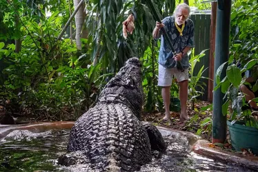 
			
				Maior crocodilo em cativeiro do mundo morre na Austrália
			
			